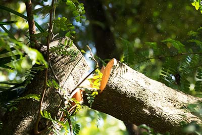 Emergency Tree Removal