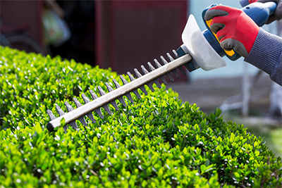 Shrub Pruning