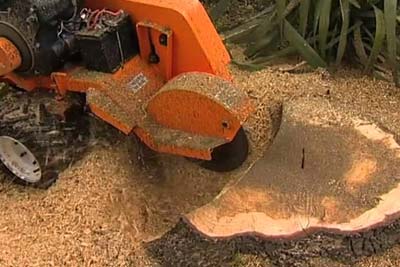 Tree Stump Grinding